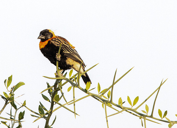 Southern red bishop (Euplectes orix)