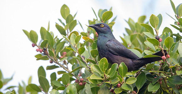 Cape starling (Lamprotornis nitens)