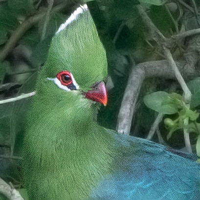 Knysna turaco (Tauraco corythaix)