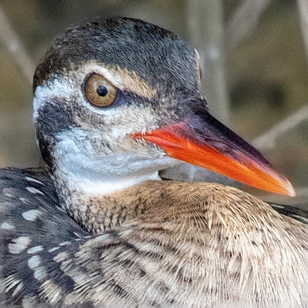 African finfoot (Podica senegalensis) Female