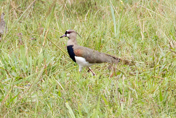 Southern Lapwing (Vanellus chilensis)