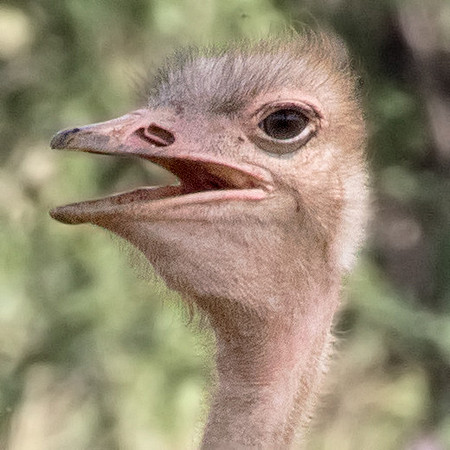 Common ostrich (Struthio camelus)