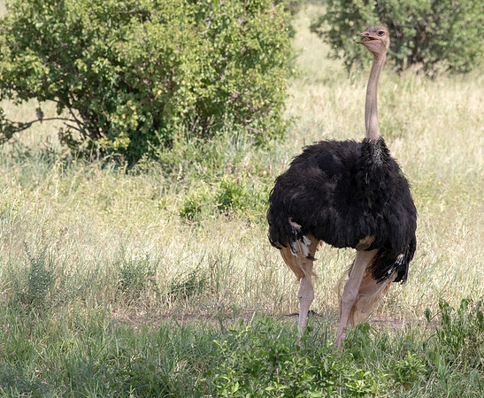 Common ostrich (Struthio camelus)