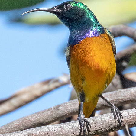 Orange-breasted sunbird (Anthobaphes violacea) male
