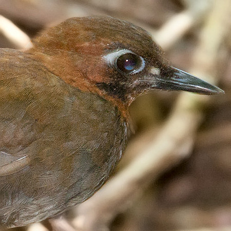 Black-faced Antthrush (Formicarius analis)