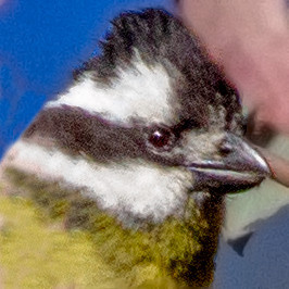 Shrike-tit (Falcunculus frontatus)