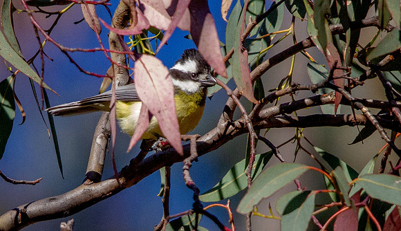 Shrike-tit (Falcunculus frontatus)