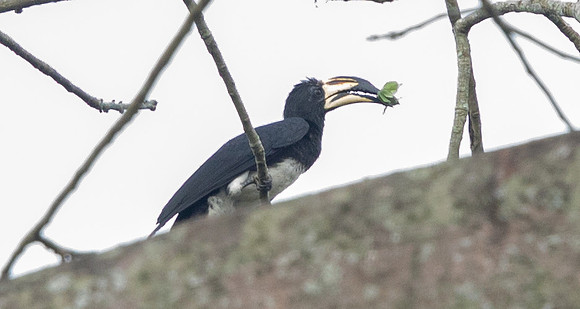 African pied hornbill (Lophoceros fasciatus)