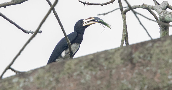 African pied hornbill (Lophoceros fasciatus)