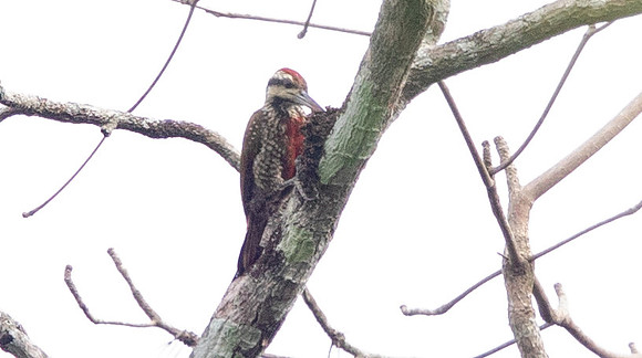 Fire-bellied woodpecker (Chloropicus pyrrhogaster)