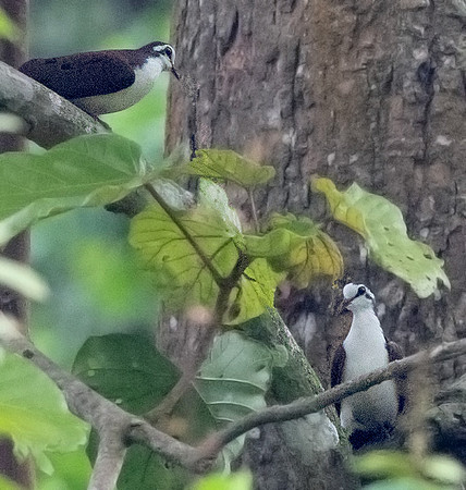 Tambourine dove (Turtur tympanistria) Male