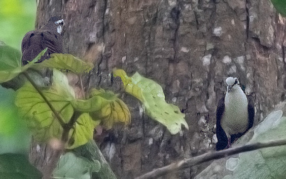 Tambourine dove (Turtur tympanistria) Male