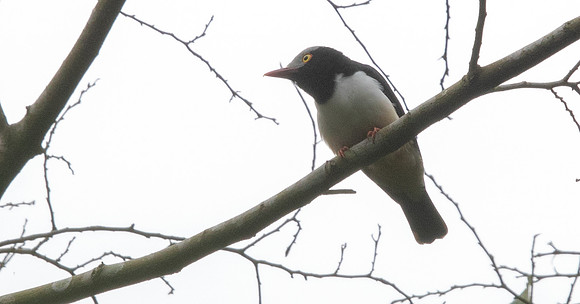 Red-billed helmetshrike (Prionops caniceps)