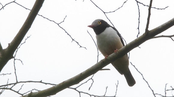 Red-billed helmetshrike (Prionops caniceps)
