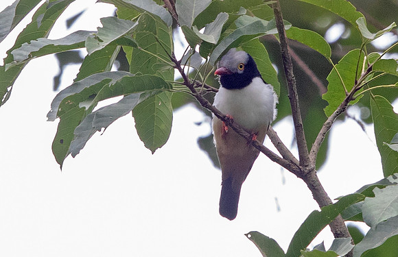 Red-billed helmetshrike (Prionops caniceps)