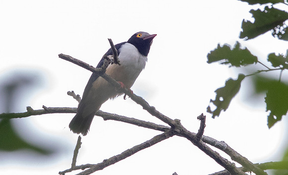 Red-billed helmetshrike (Prionops caniceps)
