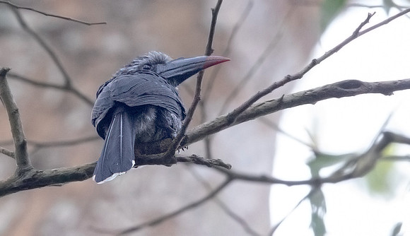 Black dwarf hornbill (Horizocerus hartlaubi)
