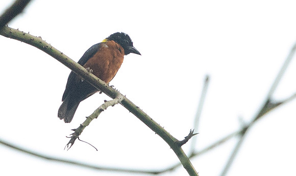 Yellow-mantled weaver (Ploceus tricolor)