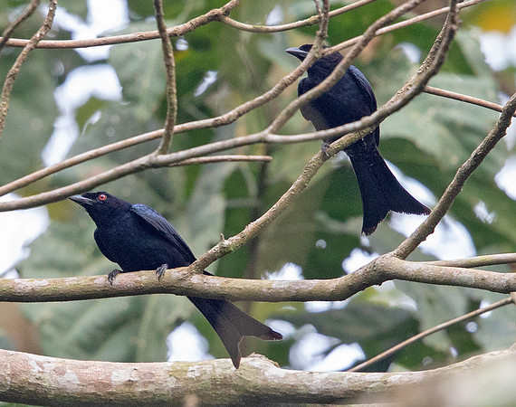 Velvet-mantled drongo (Dicrurus modestus)