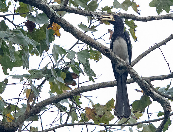 African pied hornbill (Lophoceros fasciatus)