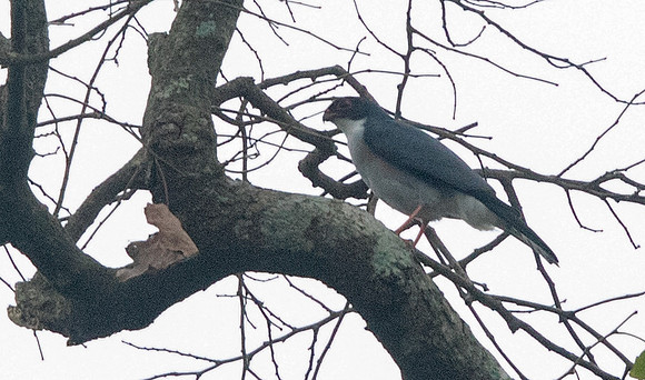 Red-thighed sparrowhawk (Accipiter erythropus),
