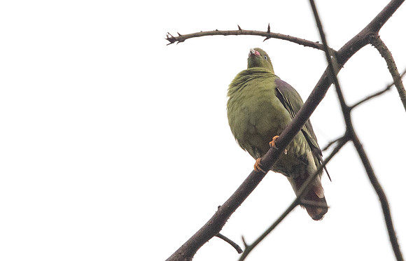 African green pigeon (Treron calvus)