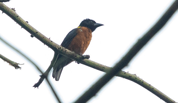 Yellow-mantled weaver (Ploceus tricolor)