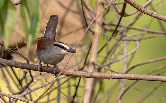 Brown-crowned tchagra (Tchagra australis)
