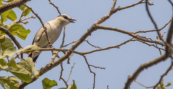 Brown-crowned tchagra (Tchagra australis)