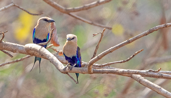 Blue-bellied roller (Coracias cyanogaster)