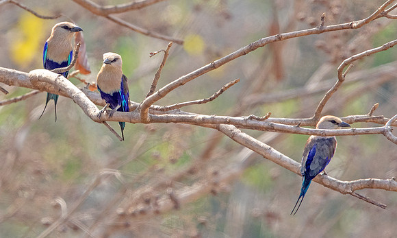 Blue-bellied roller (Coracias cyanogaster)