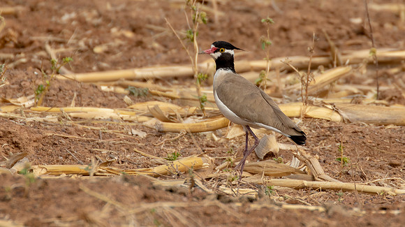 Black-headed lapwing (Vanellus tectus)