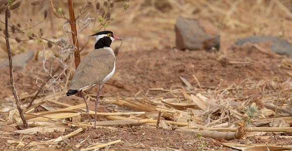 Black-headed lapwing (Vanellus tectus)