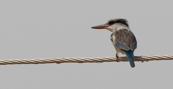 Striped kingfisher (Halcyon chelicuti)