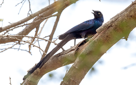 Long-tailed glossy starling (Lamprotornis caudatus)