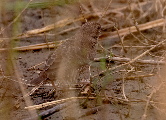 Black-faced quailfinch (Ortygospiza atricollis)