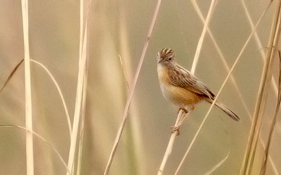 Zitting cisticola (Cisticola juncidis)