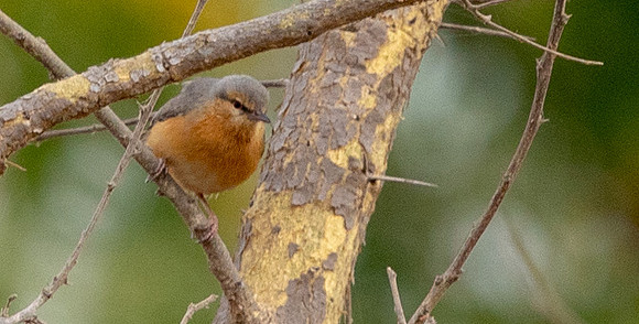 Northern crombec (Sylvietta brachyura)