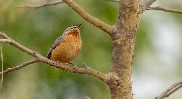 Northern crombec (Sylvietta brachyura)