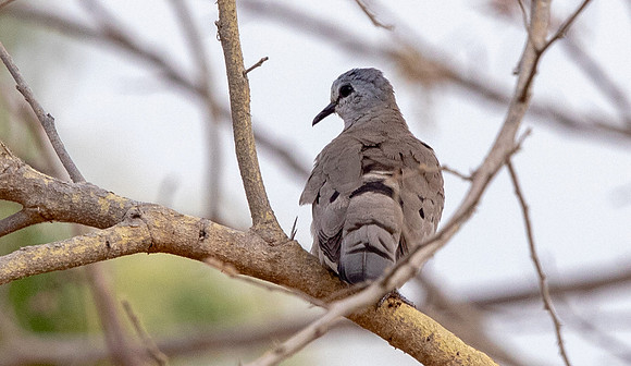 Black-billed wood dove (Turtur abyssinicus)