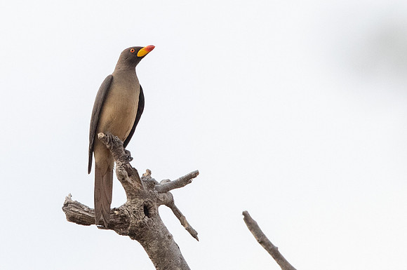 Yellow-billed oxpecker (Buphagus africanus)