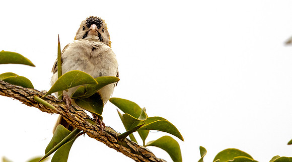 Speckle-fronted weaver (Sporopipes frontalis)