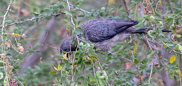Western plantain-eater (Crinifer piscator)