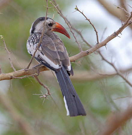 Northern red-billed hornbill (Tockus erythrorhynchus)