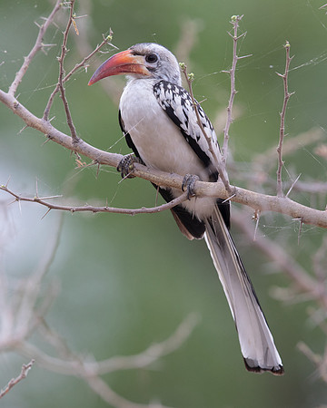Northern red-billed hornbill (Tockus erythrorhynchus)