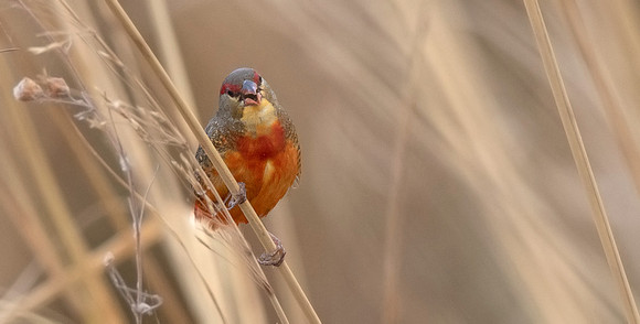 Orange-breasted waxbill (Amandava subflava)