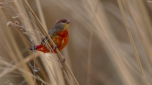 Orange-breasted waxbill (Amandava subflava)