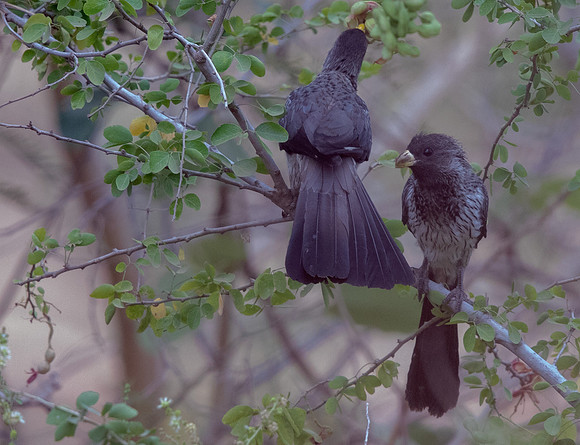 Western plantain-eater (Crinifer piscator)
