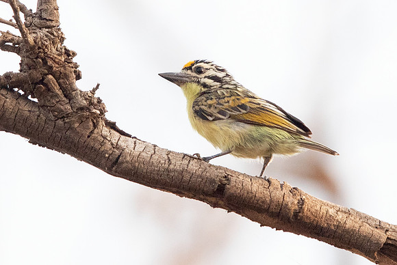 Yellow-fronted tinkerbird (Pogoniulus chrysoconus)