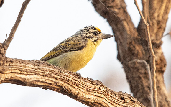 Yellow-fronted tinkerbird (Pogoniulus chrysoconus)